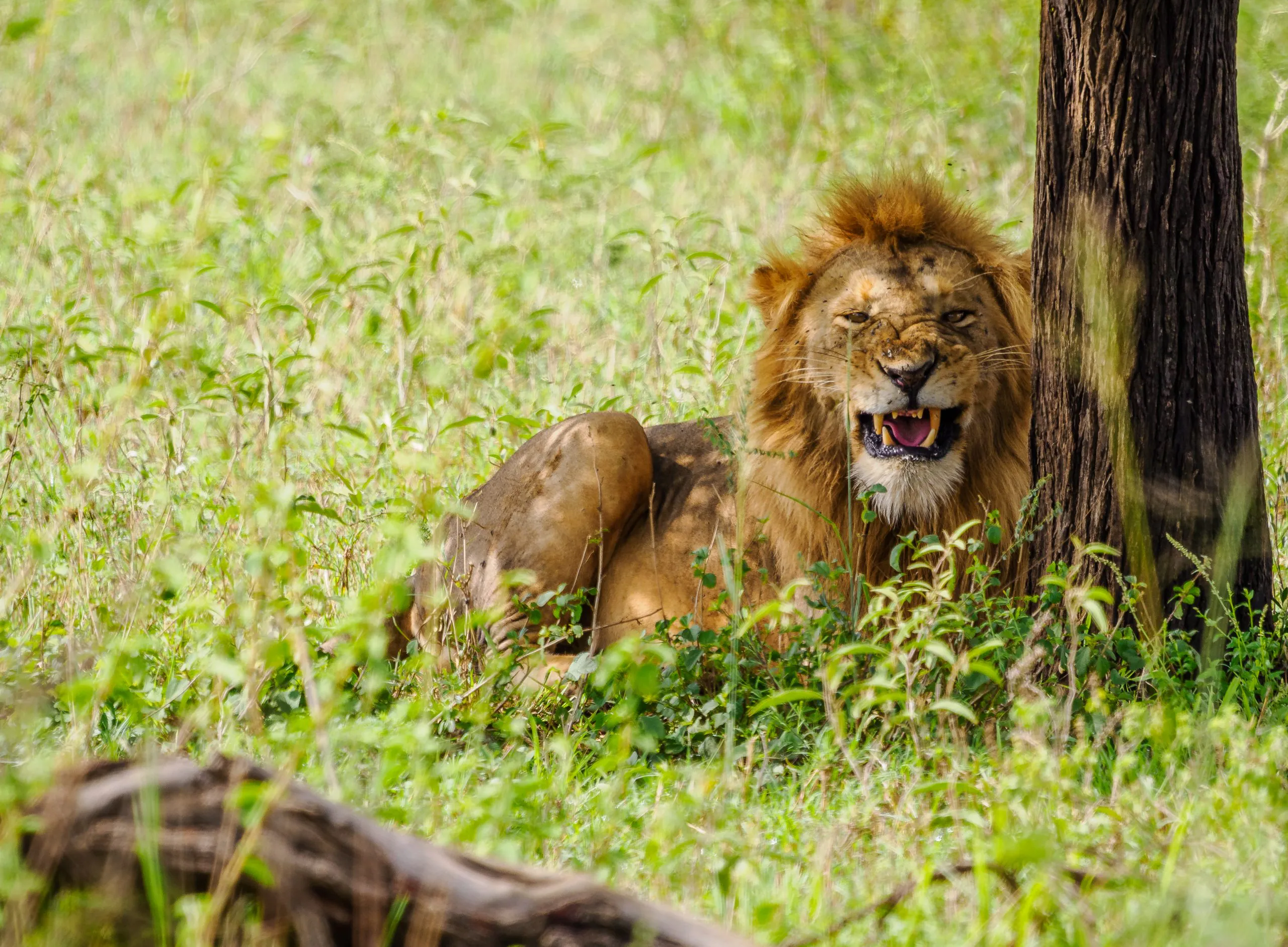 photography safari in Kenya