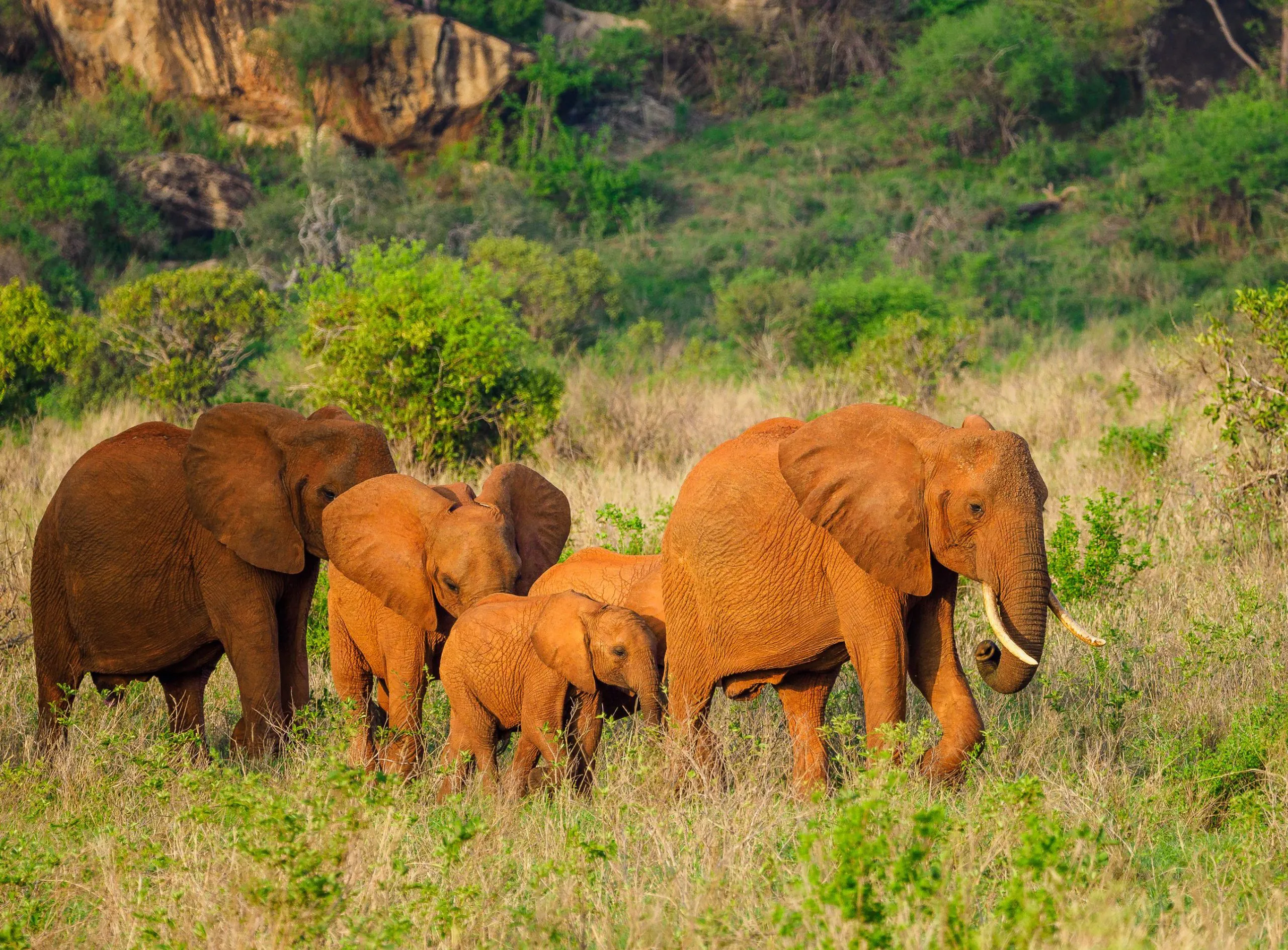 2 Days Tsavo East Kenya safari tour from Malindi & Watamu beach